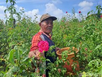 Omzet Petani Mawar di Jombang Melejit Jelang Ramadan gegara Ziarah Kubur