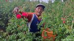 Petani Mawar di Jombang Panen Cuan Jelang Ramadan