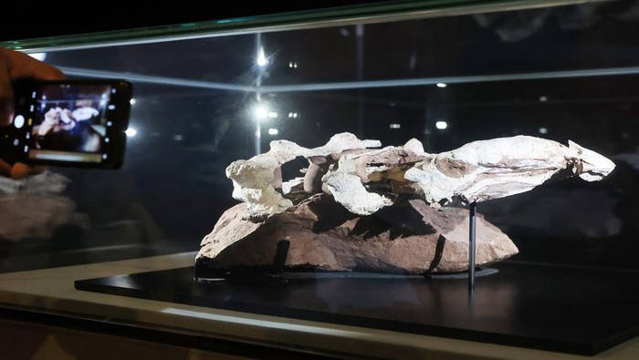 XIAMEN, CHINA - FEBRUARY 29: Visitors view a fossil specimen of a dinosaur named Datai yingliangis at the Xiamen Science and Technology Museum on February 29, 2024 in Xiamen, Fujian Province of China. The newly discovered species of the subfamily Ankylosauridae in the world is named 'Datai yingliangis', and its fossil specimen is displayed at the Xiamen Science and Technology Museum on February 29. (Photo by Feng Xiaofei/VCG via Getty Images)