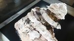 Potret Spesies Baru Dinosaurus Berlapis Baja yang Ditemukan di China