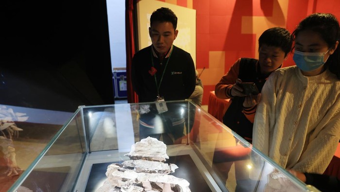 XIAMEN, CHINA - FEBRUARY 29: Visitors view a fossil specimen of a dinosaur named Datai yingliangis at the Xiamen Science and Technology Museum on February 29, 2024 in Xiamen, Fujian Province of China. The newly discovered species of the subfamily Ankylosauridae in the world is named 'Datai yingliangis', and its fossil specimen is displayed at the Xiamen Science and Technology Museum on February 29. (Photo by Feng Xiaofei/VCG via Getty Images)
