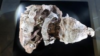 Datai yingliangis masuk famili Ankylosauria, sekelompok dinosaurus lapis baja dengan gada ekor yang mencapai puncak keanekaragaman pada periode Kapur terbaru.