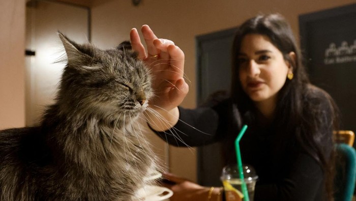 Sensasi Ngopi Ditemani Kucing-kucing Gemas di Irak Men sit in a special cafe with cats, which is the first of this kind in the city of Erbil, that allows customers to play with cats, and helps to raise and not harm them, in Erbil, Iraq, February 26, 2024. REUTERS/Khalid Al-Mousily