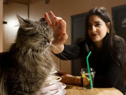 Men sit in a special cafe with cats, which is the first of this kind in the city of Erbil, that allows customers to play with cats, and helps to raise and not harm them, in Erbil, Iraq, February 26, 2024. REUTERS/Khalid Al-Mousily