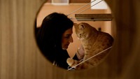 Aya al-Mahmoud, pemilik kedai kopi tersebut, mengatakan mayoritas kucing di kedai tersebut adalah kucing adopsi. Ia berharap dengan konsep toko ini dapat membuat masyarakat lebih ramah terhadap hewan dan khususnya kucing.  