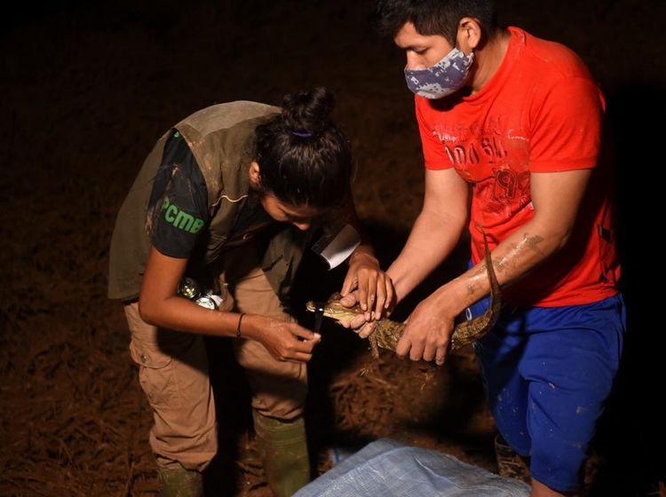 Aksi Pecinta Hewan Selamatkan Satwa Liar dari Banjir Bolivia