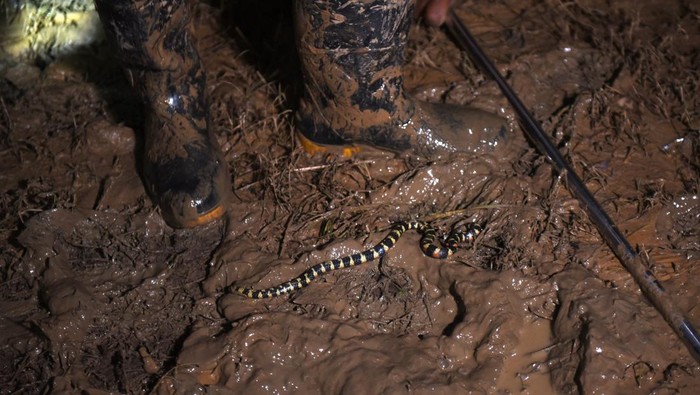 Aksi Pecinta Hewan Selamatkan Satwa Liar dari Banjir Bolivia Volunteers hold three baby caimans rescued from the urban area in order to return them to their natural habitat, in Cobija, Bolivia March 1, 2024. REUTERS/Claudia Morales