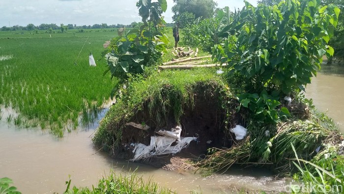 Dampak jebolan tanggul sungai gamping desa Bendungan, Kecamatan Cawas, Klaten, Rabu (6/3/2024).