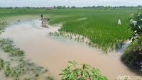 Longsor-Tanggul Sungai Jebol Di Klaten, 68 Hektare Padi Terendam