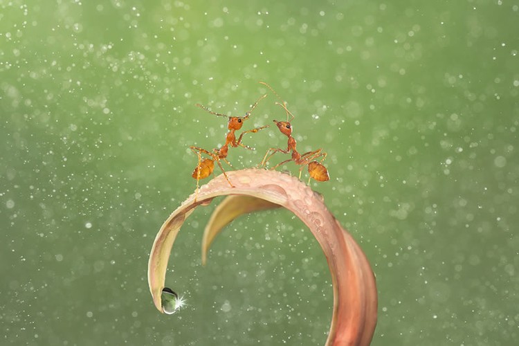 Jawara kontes foto makro