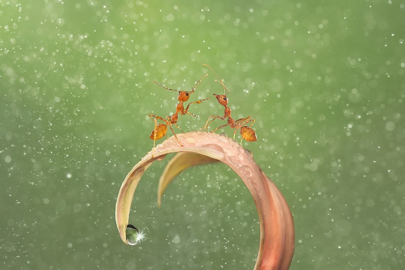 Jawara kontes foto makro