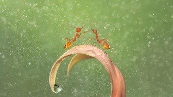 Juara 2 Macro Art – Meeting Up oleh Diana Chan Foto: The Garden Photographer of the Year Awards