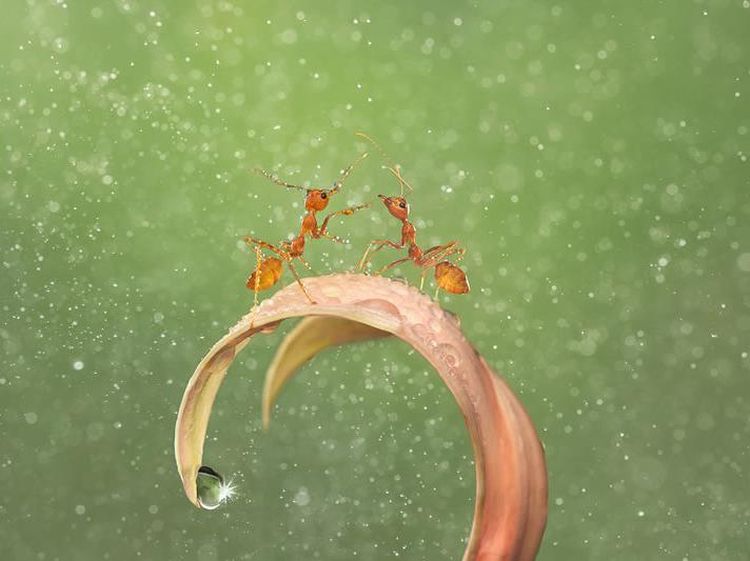 Karya Memukau Jawara Kontes Foto Makro