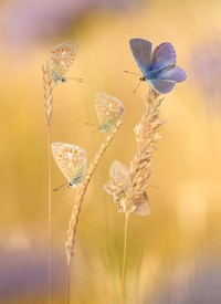 Jawara kontes foto makro