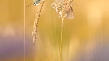 Juara 3 Macro Art – Blue Bonanza oleh Daniel Callejo Rossi Foto: The Garden Photographer of the Year Awards