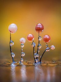 Jawara kontes foto makro