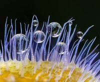 Jawara kontes foto makro
