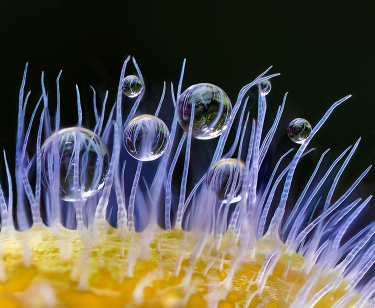 Jawara kontes foto makro