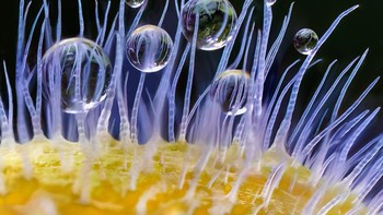 Highly Commended – karya David Terao Foto: The Garden Photographer of the Year Awards