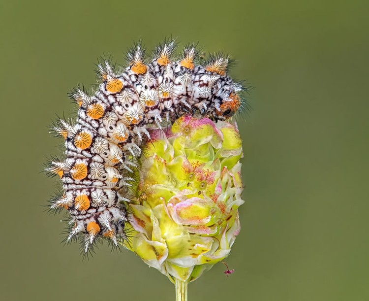 Jawara kontes foto makro