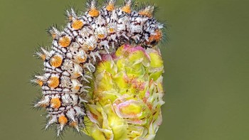 Highly Commended karya Tony North Foto: The Garden Photographer of the Year Awards