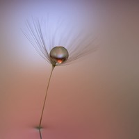 Jawara kontes foto makro