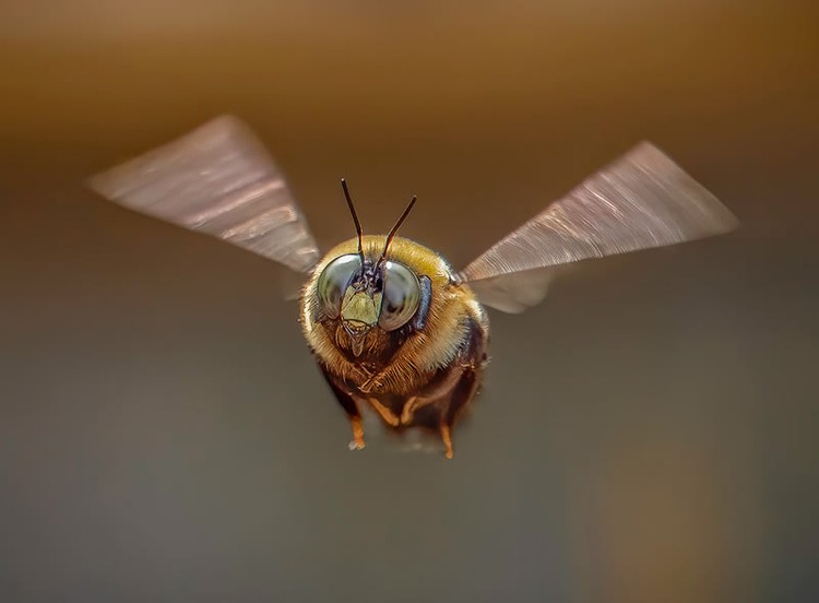 Jawara kontes foto makro