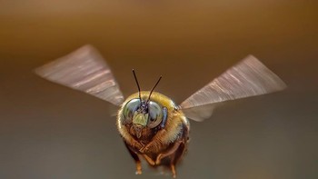 Karya Glenn Ostle Foto: The Garden Photographer of the Year Awards