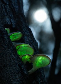 Jawara kontes foto makro