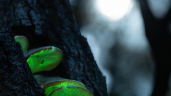 Karya Keith Horton Foto: The Garden Photographer of the Year Awards