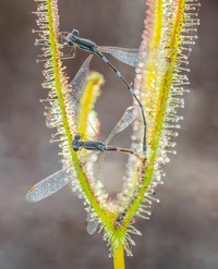 Jawara kontes foto makro