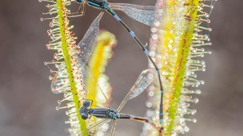 Karya Keith Horton. Foto: The Garden Photographer of the Year Awards