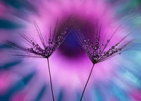 Jawara kontes foto makro