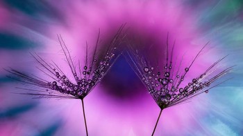 Juara 1 kategori Macro Art – Dandelion dan Laba-laba Merah Muda oleh Peter Plottel Foto: The Garden Photographer of the Year Awards