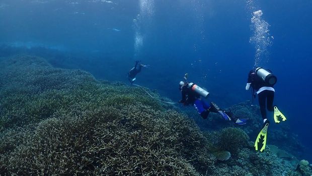 KKP Kaji Fenomena Pemutihan Karang Waspadai Naiknya Suhu Air Laut. (Dok. KKP)