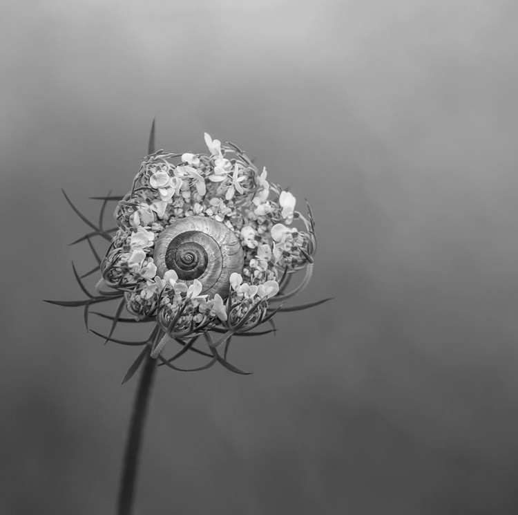 Kontes foto makro