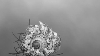 Highly Commended – karya Molly Hollman Foto: The Garden Photographer of the Year Awards