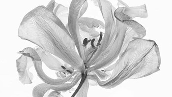 Karya Patti Lamm. Foto: The Garden Photographer of the Year Awards