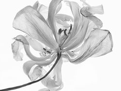 Karya Memukau Jawara Kontes Foto Makro