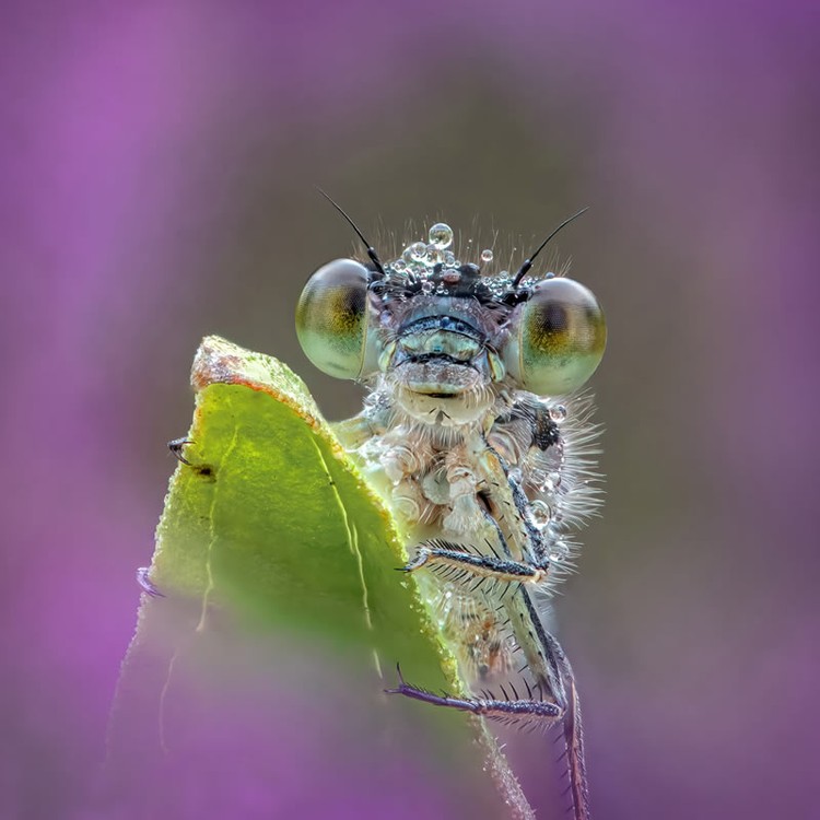 Kontes foto makro