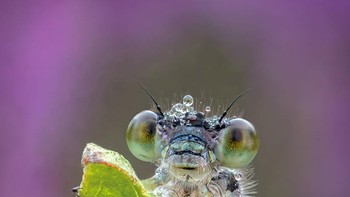 Juara 1 Square Crop – oleh Tony North Foto: The Garden Photographer of the Year Awards