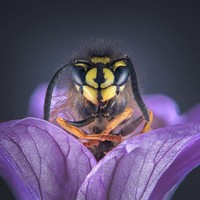 Kontes foto makro