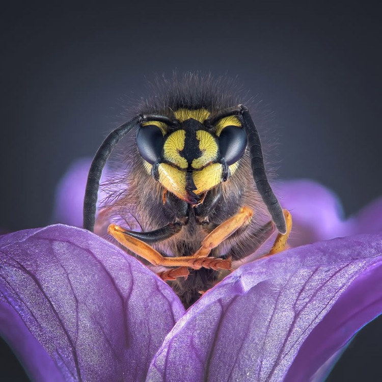 Kontes foto makro