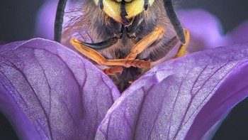 Highly Commended – karya Tony North Foto: The Garden Photographer of the Year Awards
