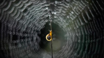 Karya Katarzyna Załużna. Foto: The Garden Photographer of the Year Awards