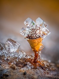 Kontes foto makro