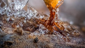 Juara 1 The World of Fungi diraih Barry Webb FRPS. Foto: The Garden Photographer of the Year Awards