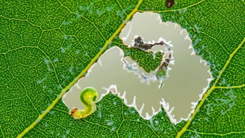 Karya Huixia Mi. Foto: The Garden Photographer of the Year Awards