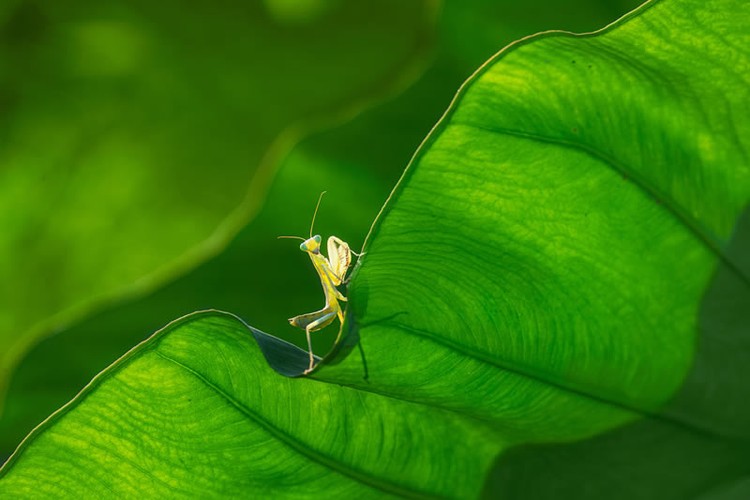 Kontes foto makro