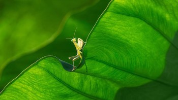 Karya Yong Miao. Foto: The Garden Photographer of the Year Awards